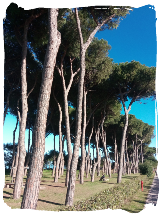 La bellissima pineta frontemare a Pineto